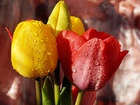 Kwiaty, Bukiet, Kolorowe, Tulipany, Krople