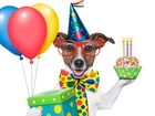 Pies, Śmieszne, Balony, Okulary, Prezent