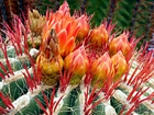 Kwitnący Kaktus, Makro
