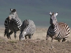 Zebra, trawa