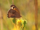 Strzępotek Ruczajnik, Brązowy, Motyl