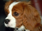 Rudo-biały, King Charles Spaniel