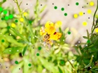 Pszczoła, Żółty, Kwiatek