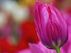 Różowy, Tulipan, Krople, Rosy