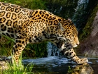 Piękny, Jaguar, Woda