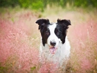 Trawa, Pies, Jęzor, Border Collie