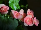 Begonia, Liście