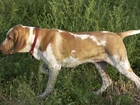 Wyżeł włoski krótkowłosy, Bracco italiano, czerwona, obroża, trawa