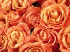Pomarańczowe, Kwiaty, Róże