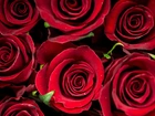 Czerwone, Kwiaty, Róże