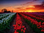 Zachód, Słońca, Tulipany