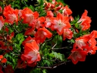 Czerwone, Kwiaty, Azalii
