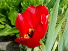 Czerwony, Tulipan