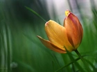 Tulipan, Kwiat, Płatki