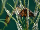 Motyl, Monarcha, Trawa