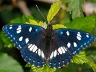 Niebieski, Motyl, Liście