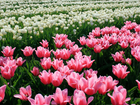 Tulipany, Różowe, Białe
