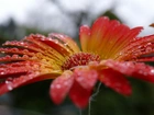 Gerbera, Krople