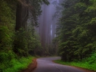 Droga, las, Mgła