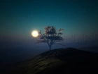 Noc, Drzewo, Mgła, Księżyc