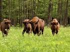 Białowieski, Park, Narodowy, Żubry