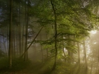 Las, Drzewa, Mgła, Przebijające, Światło