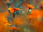 Aksamitka, Pomarańczowy, Kwiat
