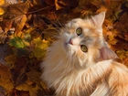 Kotek, Liście, Jesień