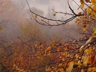 Jesień, Gałęzie, Krople, Mgła