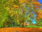 Jesień, Drzewa, Liście, Trawa