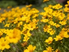 Żółte, Kwiaty, Nachyłek