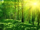 Las, Drzewa, Promienie, Słońca