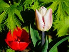 Kwiaty, Tulipany, Liście