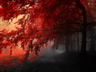 Jesień, Drzewa, Czerwony, Szary