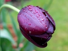 Tulipan, Krople, Deszczu