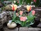 Tulipany, Ogród, Kamienie