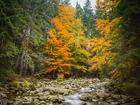 Jesień, Las, Kolorowe, Drzewa, Strumyk, Kamienie