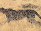 Gepard, Trawa