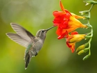 Koliber, Kwiat, Frezja