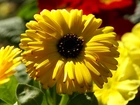 Żółte, Kwiaty, Cynia