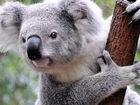 Koala, Konar