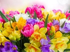 Różnokolorowe, Krokusy, Tulipany