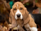 Basset Hound