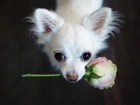 Piesek, Chihuahua, Z, Różą