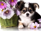 Chihuahua, Szczeniak, Kosz, Kwiatki
