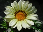 Kwiat, Gazania