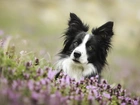 Pies, Border Collie, Łąka