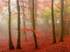 Jesień, Las, Drzewa, Mgła