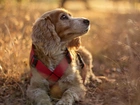 Pies, Suche, Trawy, Cocker spaniel angielski