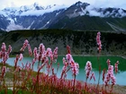 Góry, Jezioro, Kwiaty, Śnieg, Pakistan